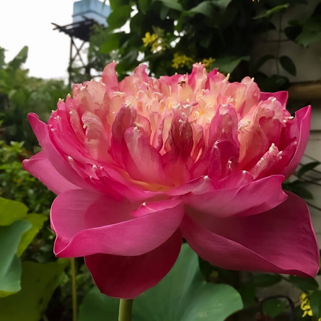 Foto: ai a peaceful mind - present