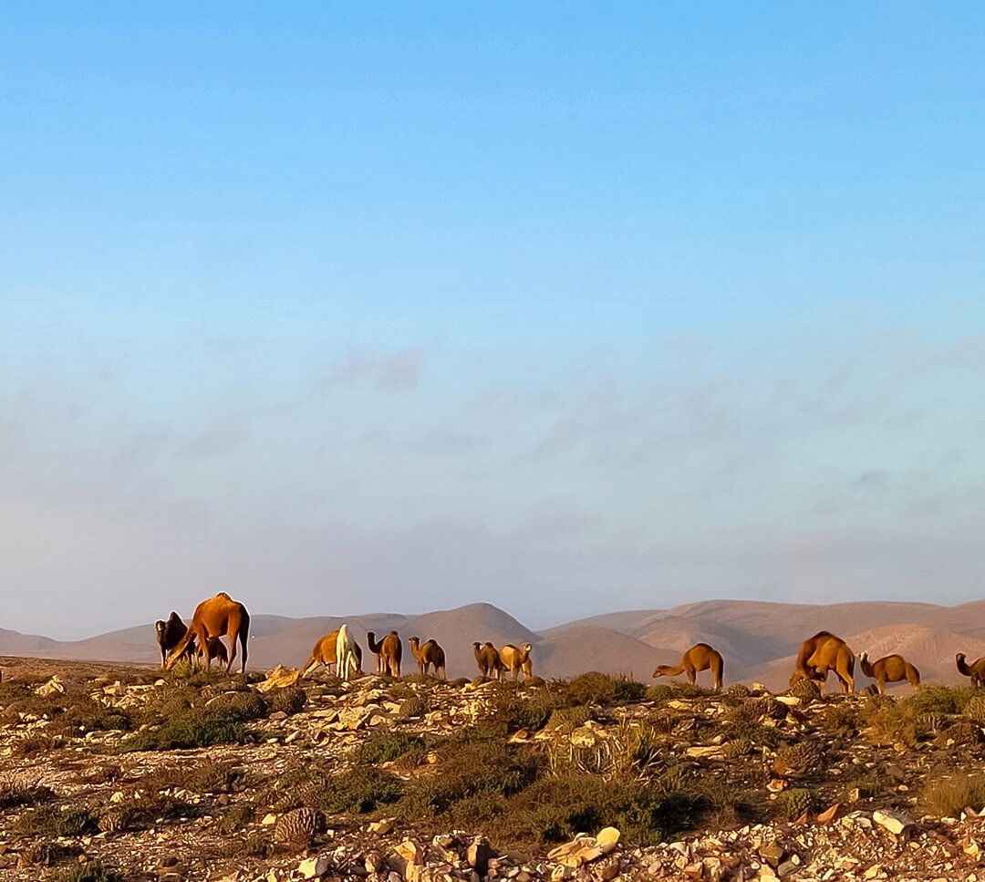 Fotogalerie zum Beitrag "Eine Pandemie und ihre Freiräume" von ai a peaceful mind